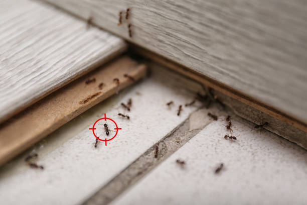 Best Termite Control Services  in Onsted, MI