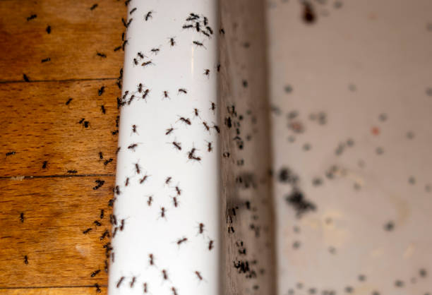 Pest Control Cost in Onsted, MI