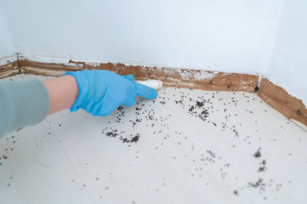 Professional Pest Control in Onsted, MI