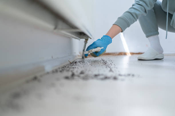 Best Wasp Removal Services  in Onsted, MI